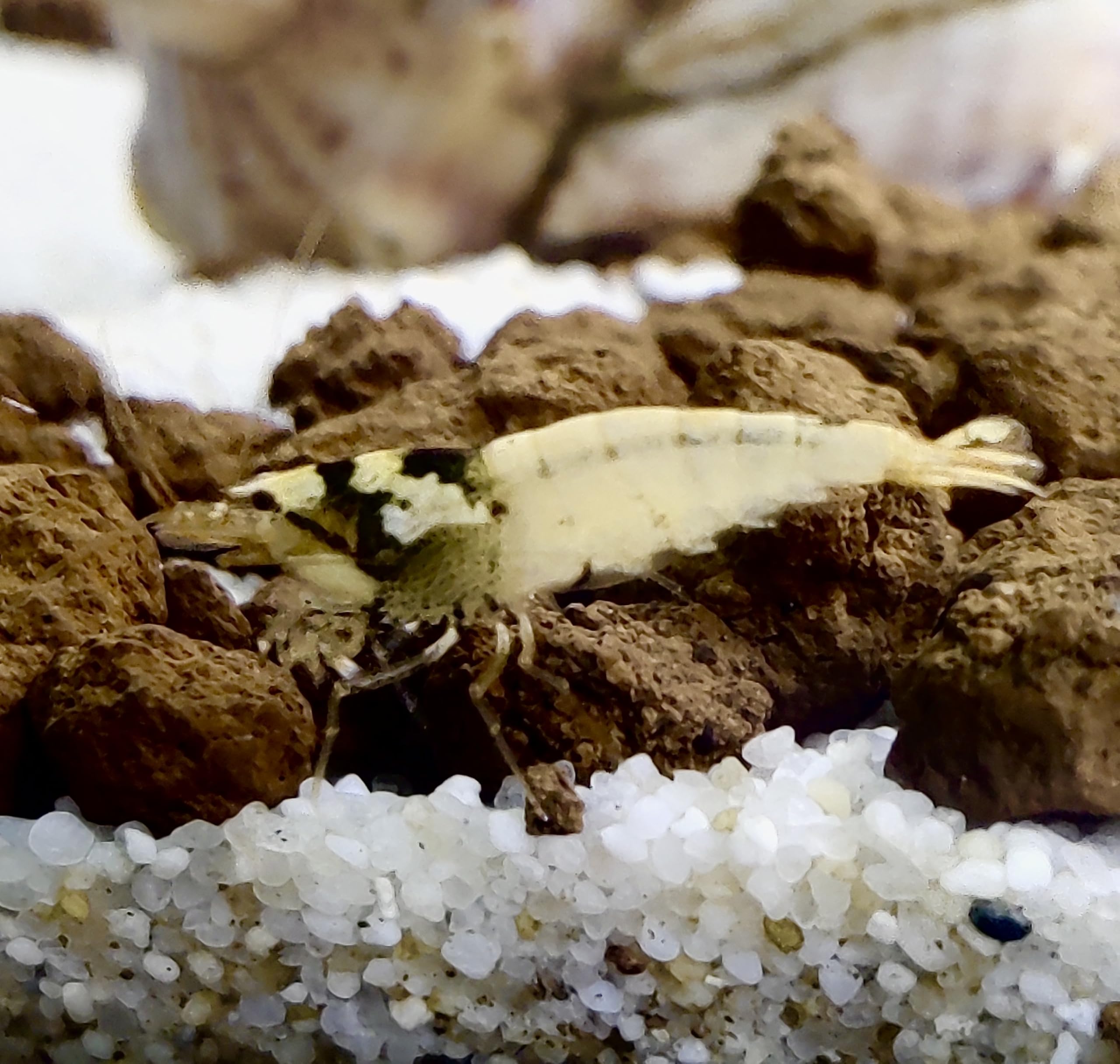 Garnelenglück - Spotted Head Bee - Caridina (Schwarz, 20 Stück)