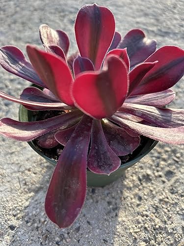 Miniatura 3 de Aeonium Medusa - Planta suculenta viva, totalmente enraizada en maceta de 4 pulgadas con tierra, roseta roja profunda y púrpura, planta decorativa