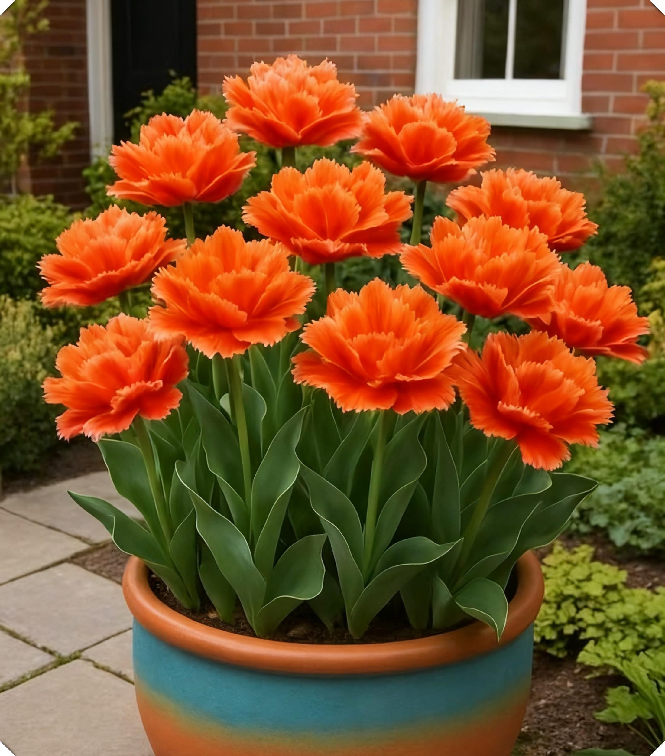 Tulipano sofisticato – Eleganza naturale con colori brillanti per ogni decorazione-15bulbi-V