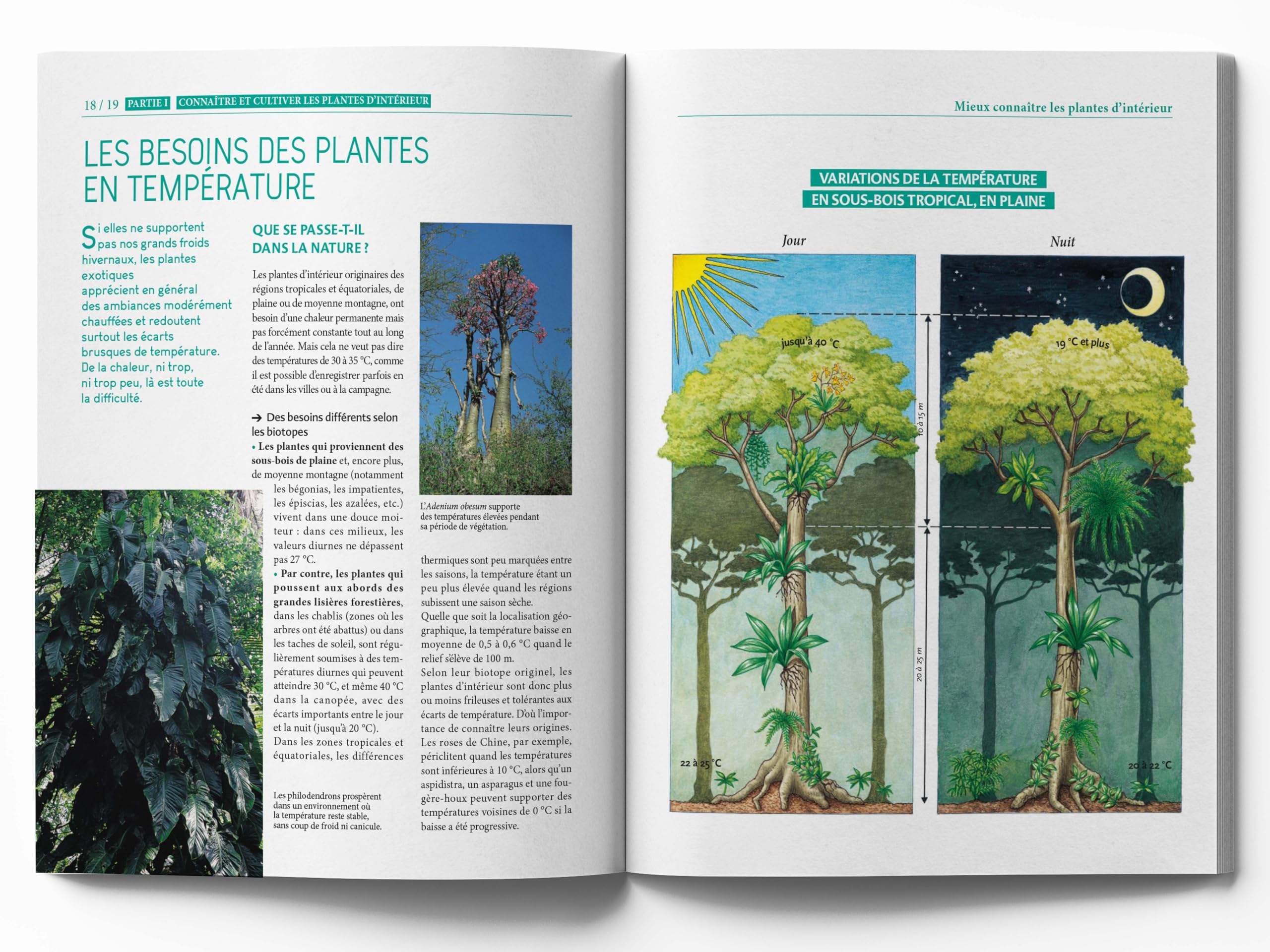 Le Traité Rustica des plantes d'intérieur