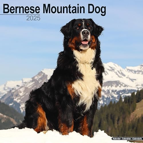 Bernese Mountain Dog - Berner Sennenhund 2025 - 16-Monatskalender: Original Avonside-Kalender [Mehrsprachig] [Kalender] (Wall-Kalender)