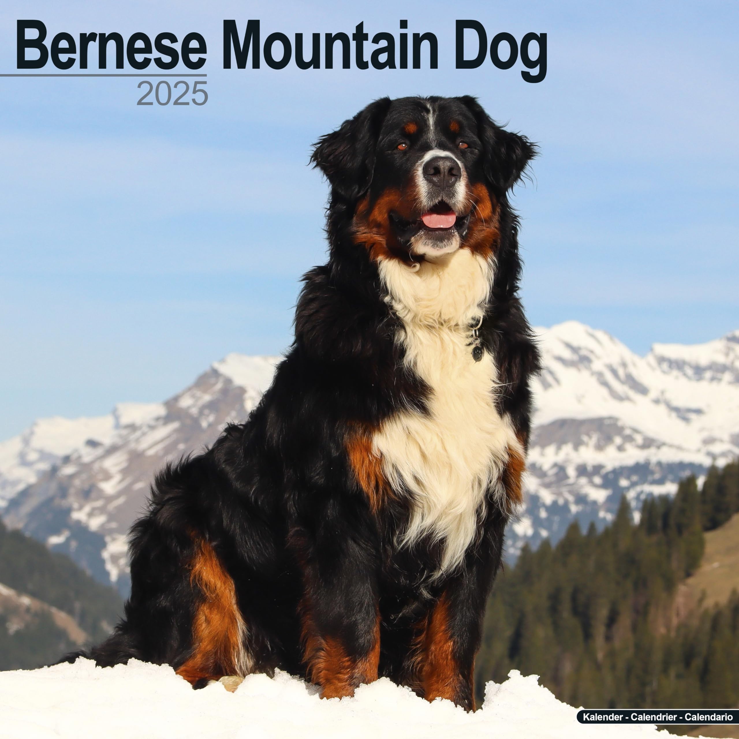 Bernese Mountain Dog Berner Sennenhund 2025 16 Monatskalender