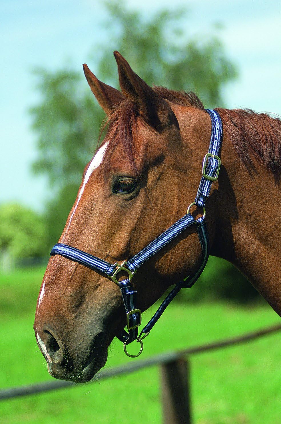 EKKIA Equestrian Gear SHETL. NYL/LEATH.