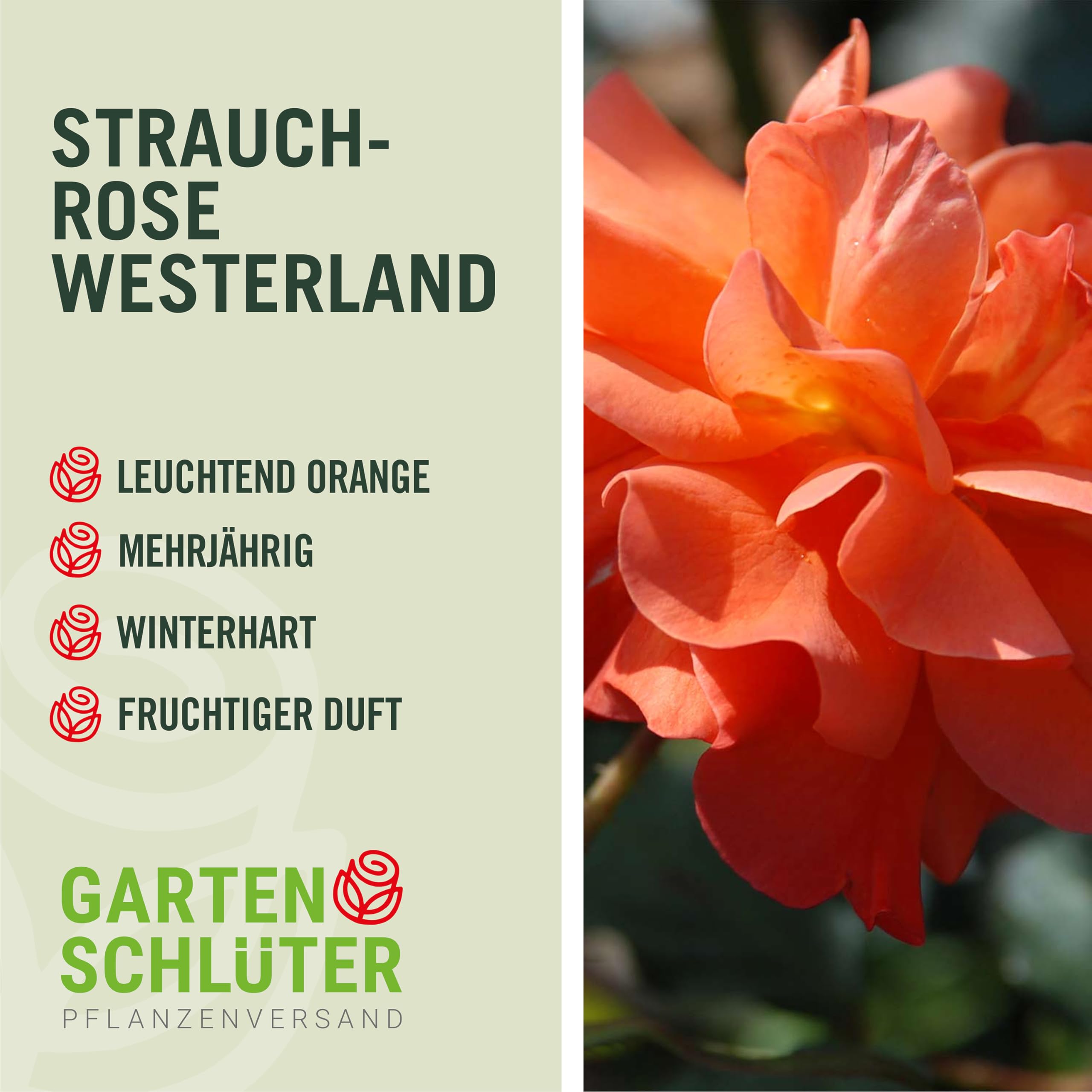 Rose Westerland ® Strauchrose mit ADR Auszeichnung Blüten-Farbe Orange-Gelb ? Winterharte Blume mit starkem Duft & ganzjähriger Pflanzzeit von Garten Schlüter - Pflanzen in Top Qualität