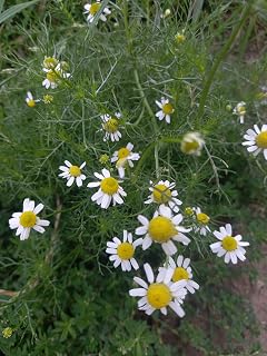 Chamomile (Chamaemelum nobile) 9cm Potted Plant