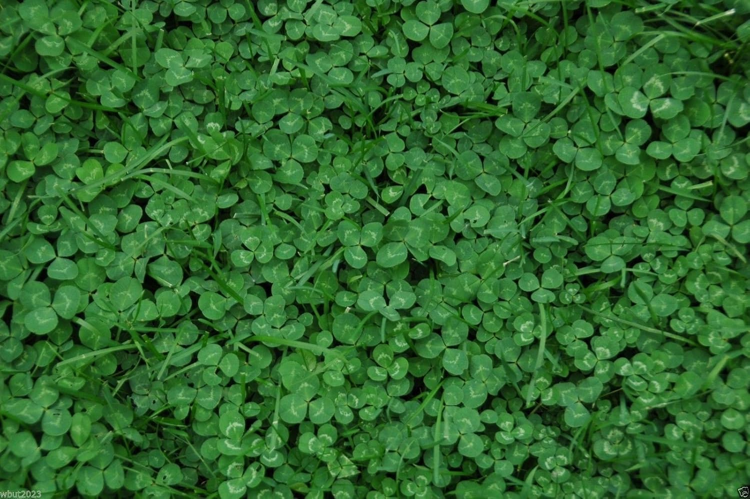 Miniclover Seeds,Lawn alternative,Cover crop ,Ground cover,Erosion control !(1 lb Pack)