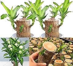Brazilian Lucky Wood Air Layered Live Plant Tree 15‑20 Cm (with Pot) | Indoor Outdoor Real Good Luck Plant | Original Brazilian Wood Plant Big Size Live Home Decor & Gift