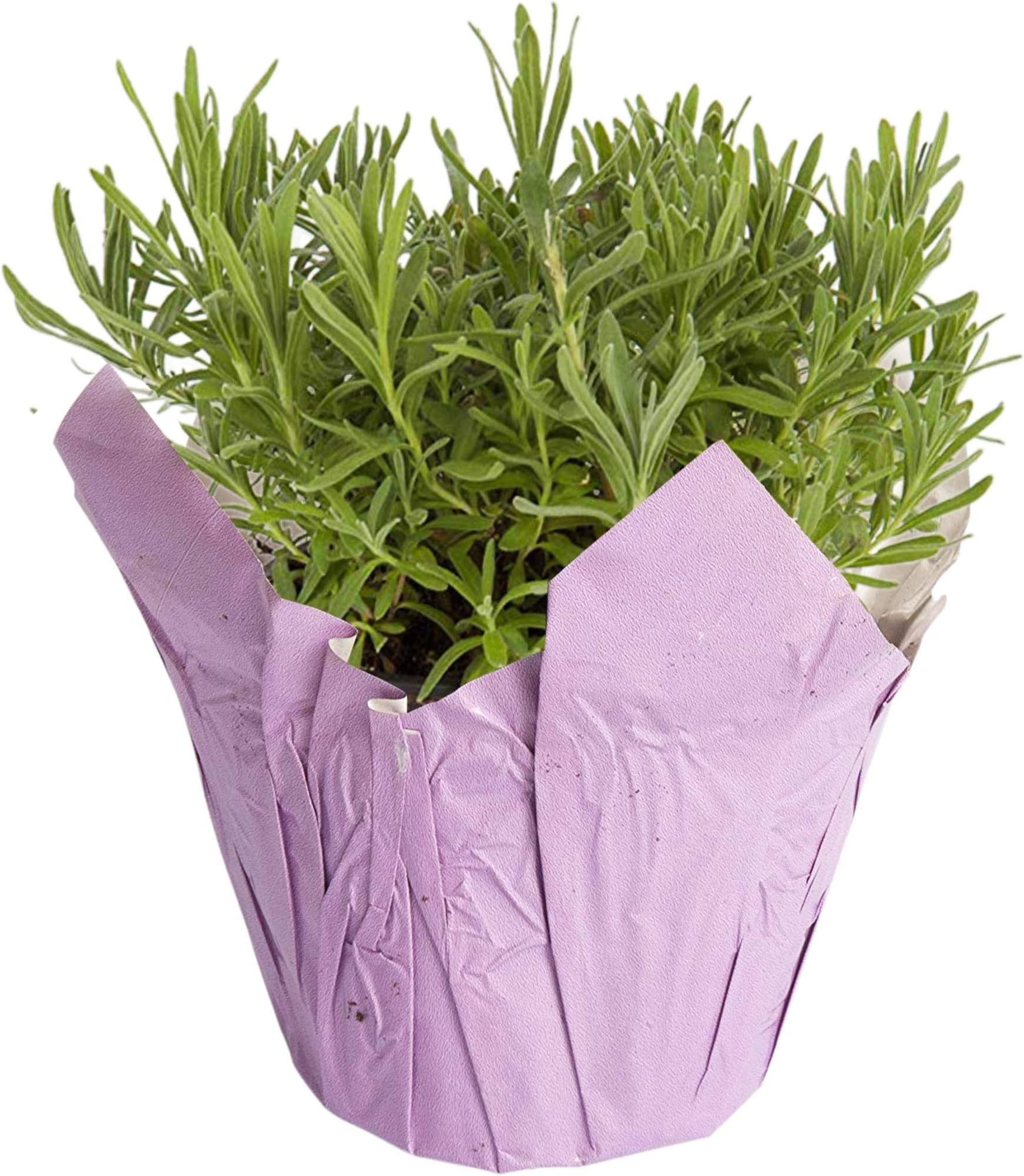 The Three Company Live Aromatic 6" Lavender in Decorative Pot Cover Green