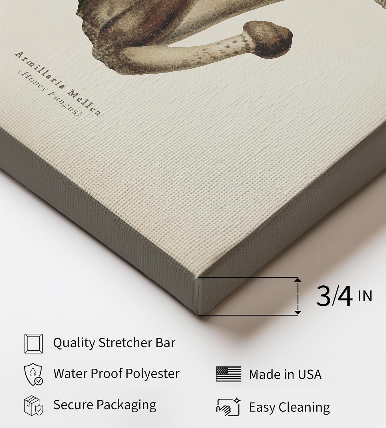 Poster Master Armillaria Mellea Canvas - Honey Fungus Print - Minimal Mushroom Art - Housewarming Gift - Botanical Forest Art - Bedroom or Living Room Wall Decor - 8x10 STRETCHED Canvas