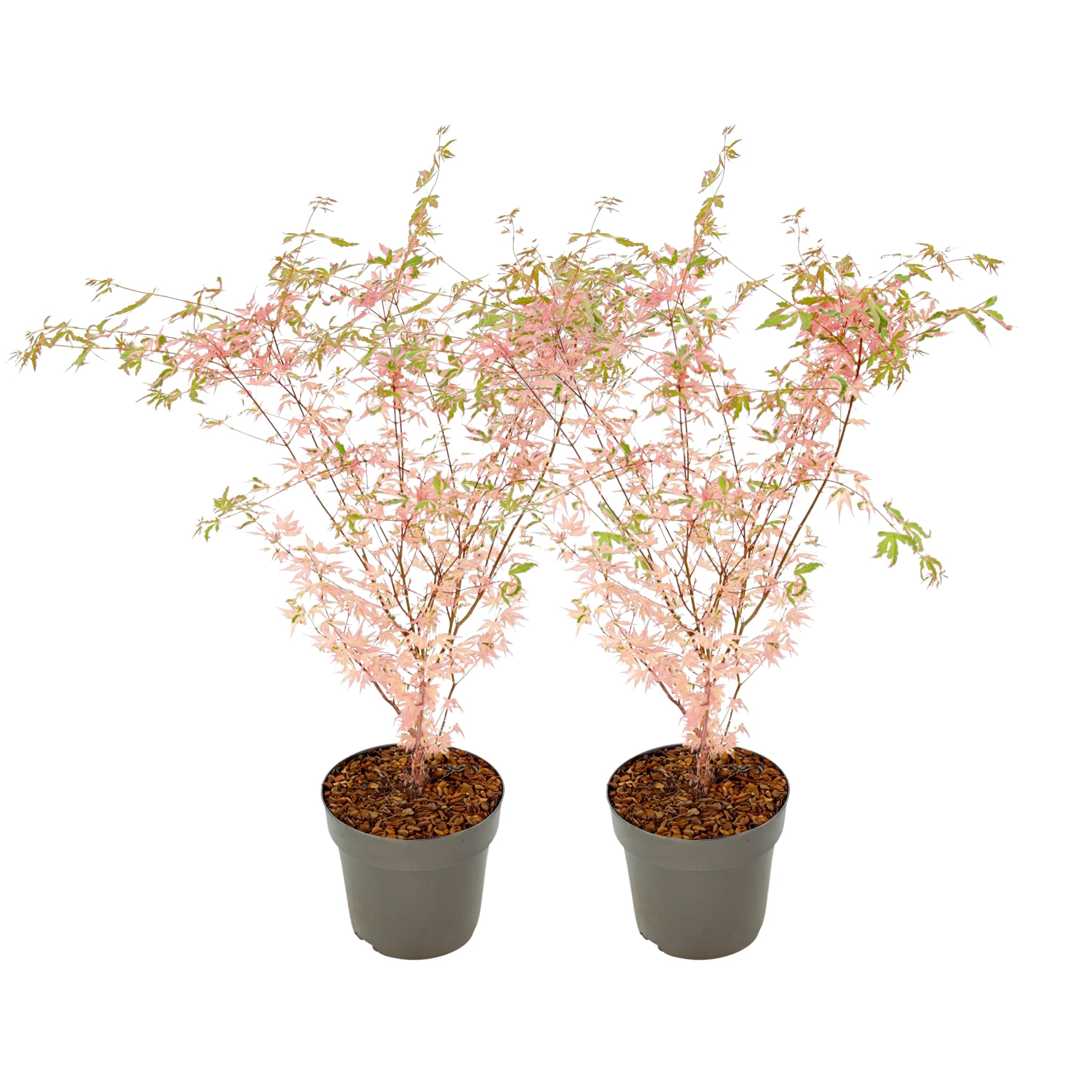 Plant in a Box - Érables du Japon - Set de 2 - Acer palmatum 'Taylor' - Hauteur 50-60cm - Pot 19cm - Plante d’extérieur - Vert - Rose