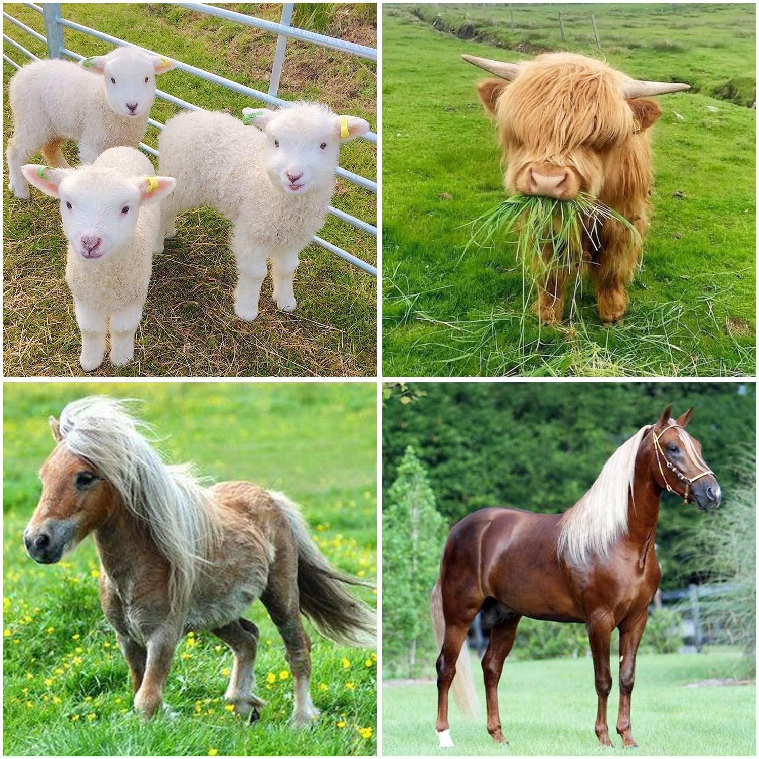 Comedero de heno para Caballos, 63 Pulgadas de Largo para Ganado con Gran Capacidad de 48 galones, Estante de heno montado en la Pared de Acero al Carbono para Caballos, ovejas, Cabras, Uso en