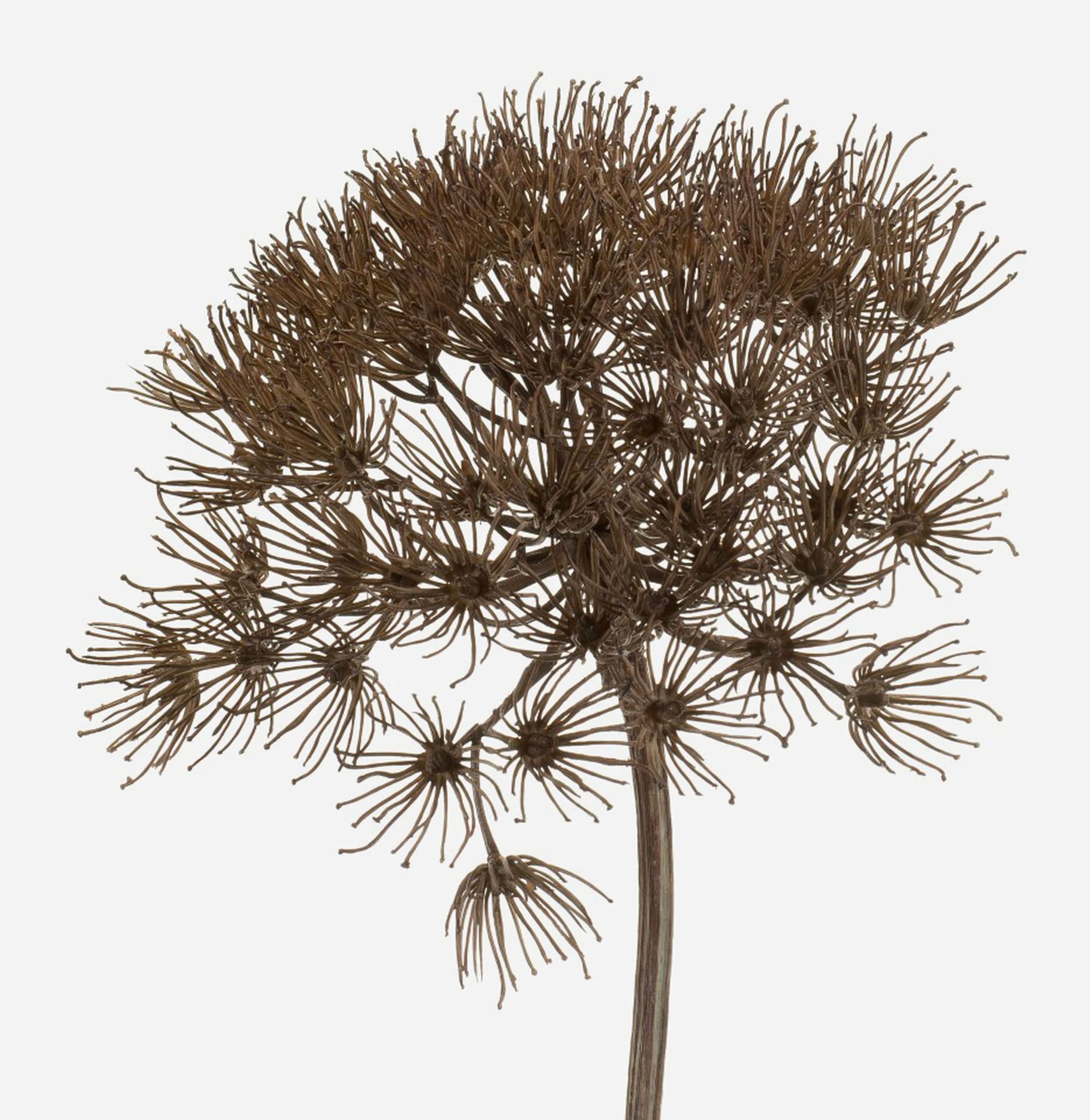 artplants.de Knstliche Brenklau Dolde Jerome, grau, 80cm - Kunst AST  Heracleum - Knstlicher Riesenbrenklau : Amazon.de: Kche, Haushalt &  Wohnen