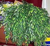 Review Image by BirdNerd