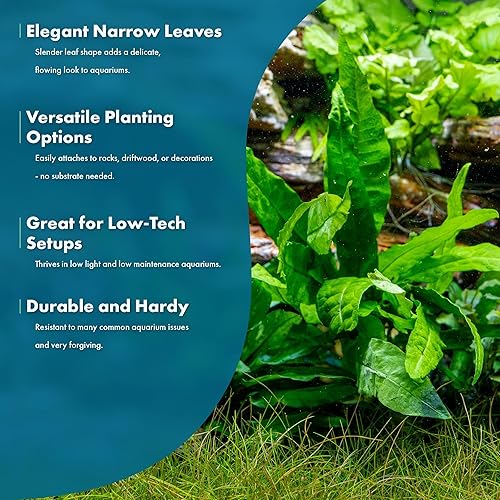 Miniatura 6 de SubsrateSource - Plantas vivas para acuarios, helecho de Java, planta de agua dulce para peceras, apta para principiantes, para luz baja (filipino,