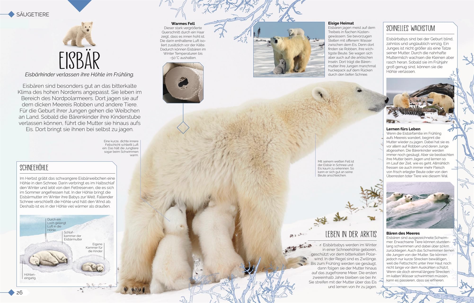 Tierkinder der Wildnis: Schau zu, wie Koala, Otter und Giraffe ihre Welt entdecken! Sachbuch mit großformatigen Fotografien und spannendem Wissen über Tierbabys. Für Kinder ab 5 Jahren