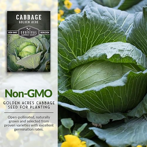 Miniatura 3 de Survival Garden Seeds - Semilla de col verde Golden Acres - 2 paquetes con instrucciones para plantar y cultivar repollos de color amarillo y blanco