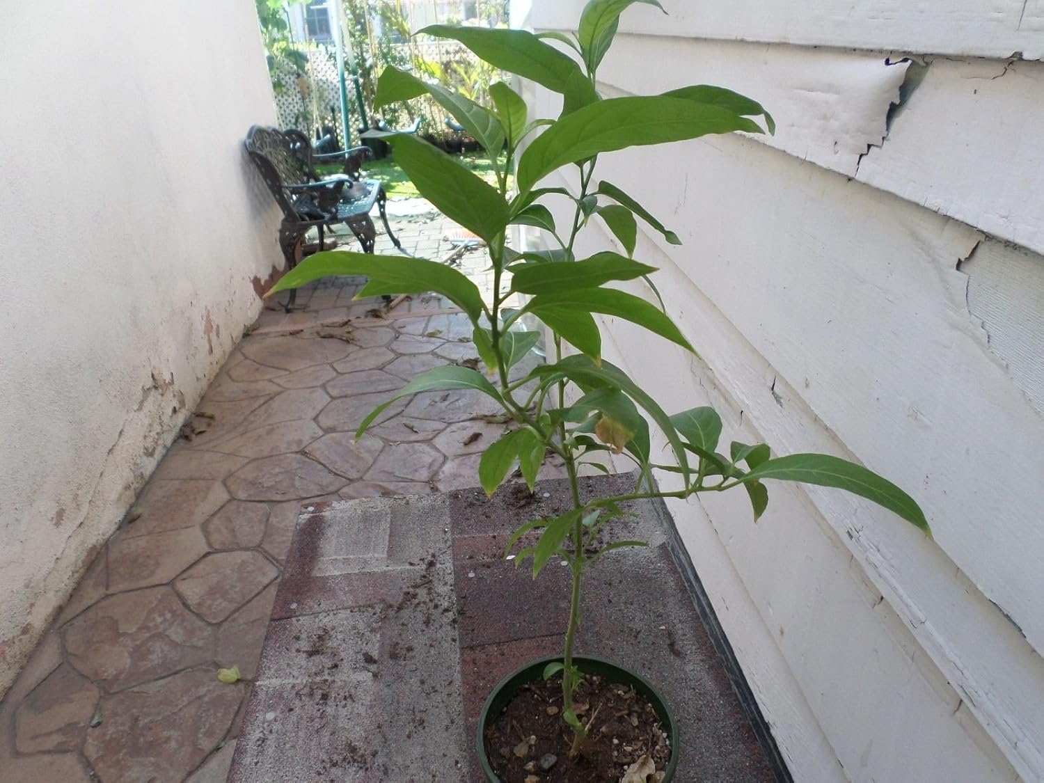 Night Blooming Jasmine - 2 Feet Tall - 1 Gal Pot
