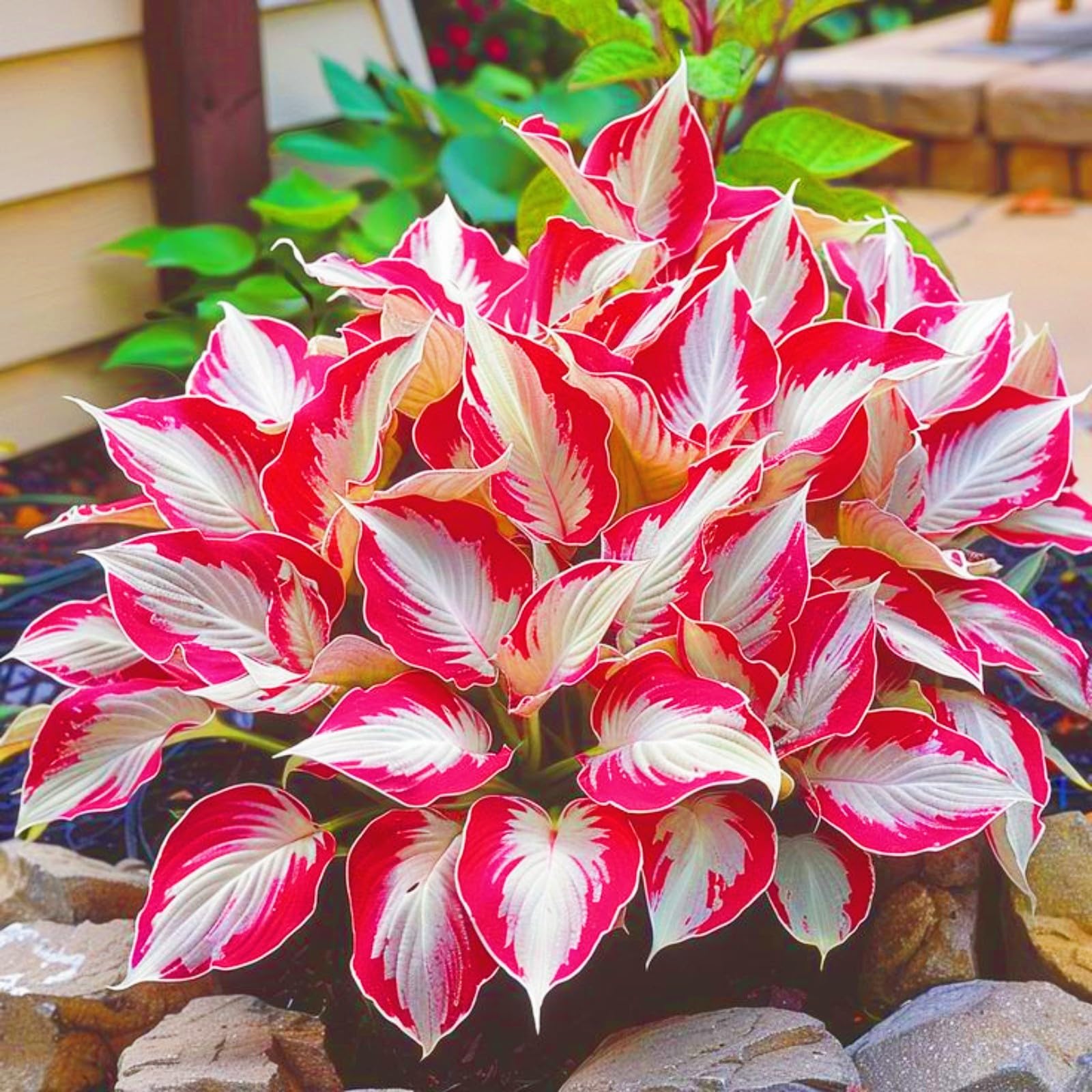Holiday Gifts Hostas Plants UK Rapid Growth Easy Planting Garden Flowers Wedding Flowers-8Bulbs-d