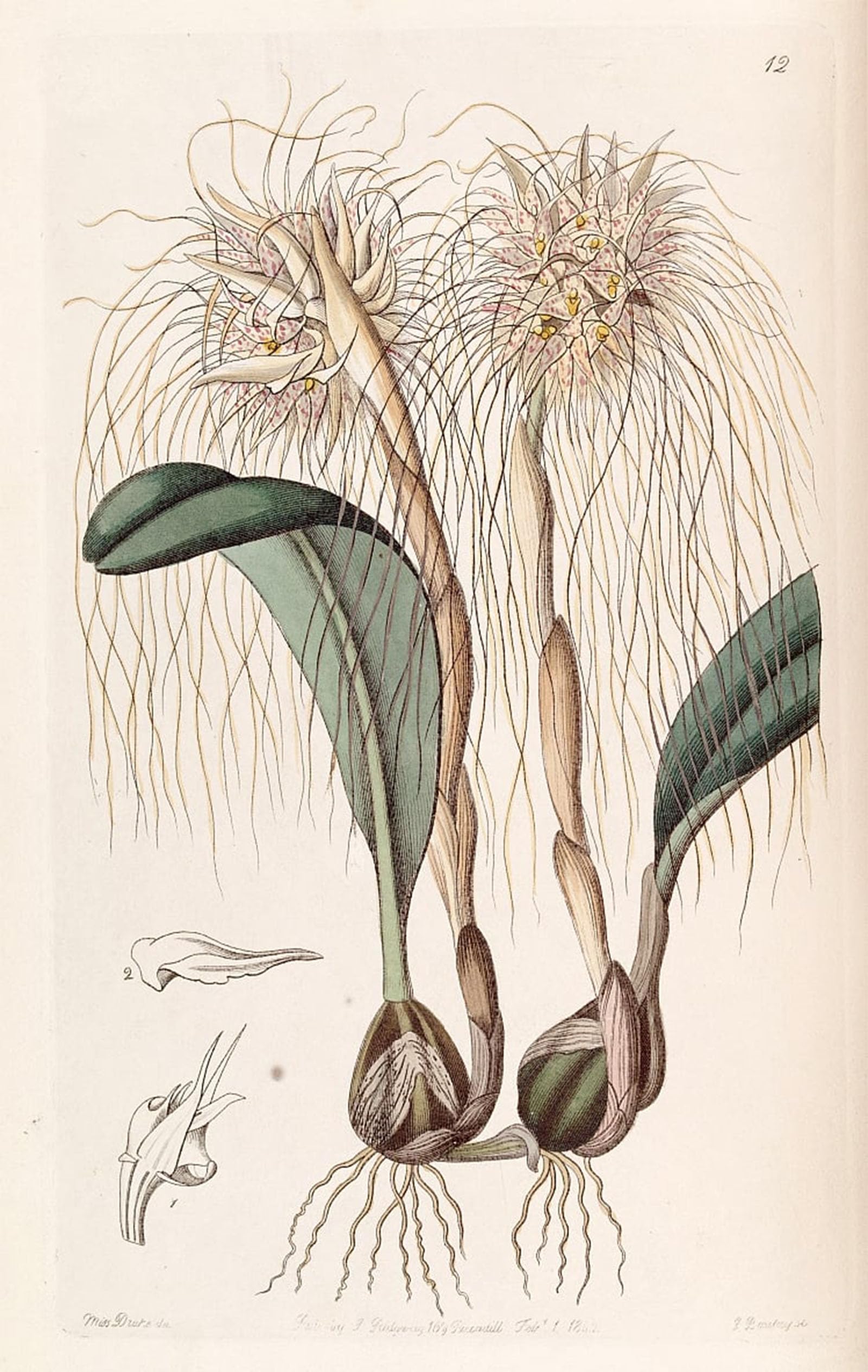 POSTERIIk Vintage Art Print Images Pictures Print Bulbophyllum Medusae by Famous Artist Modern Colour Posters for Office Home Decor 60x90cm