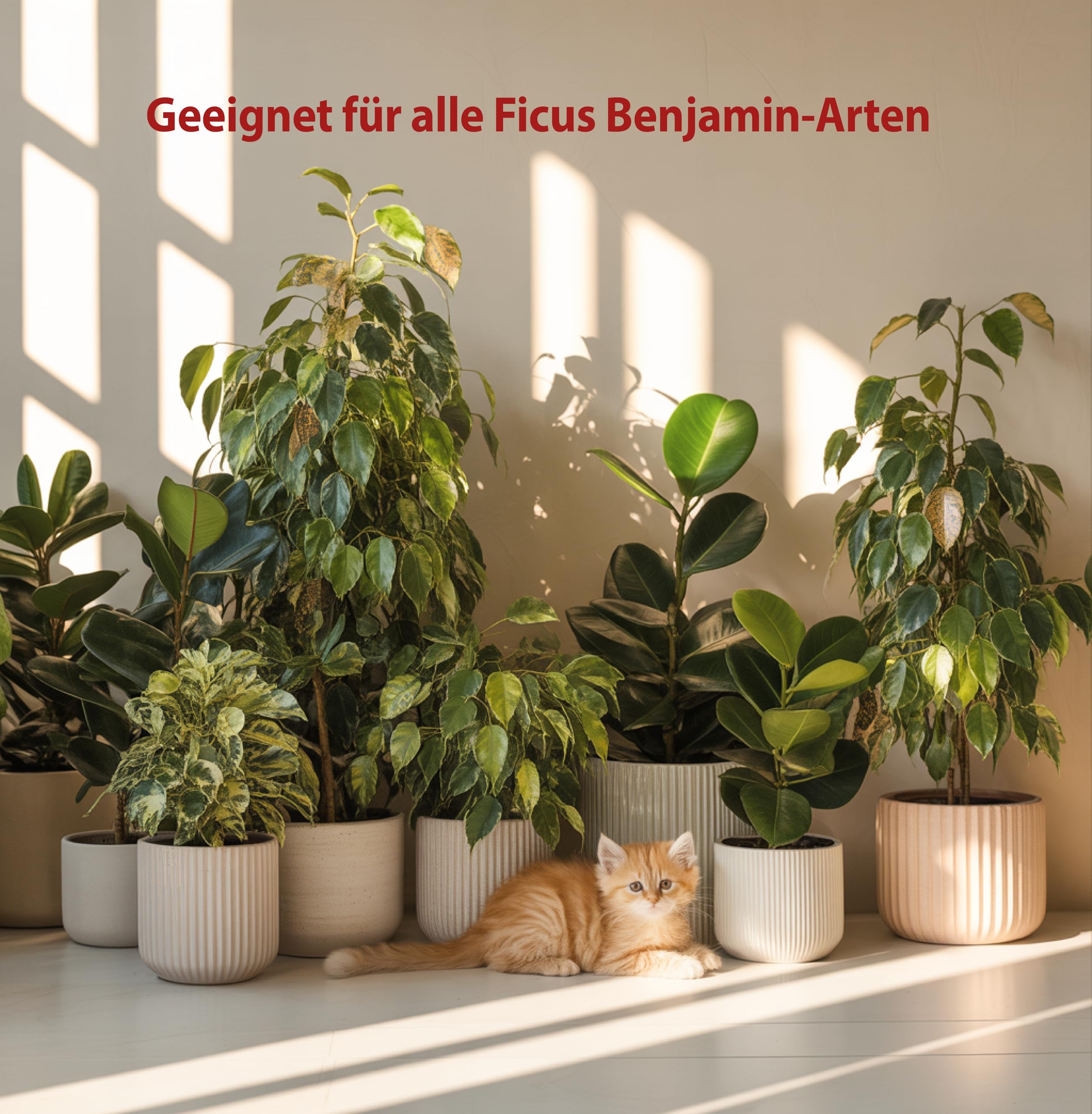 Garten Lux Ficus ziemia 4 l – specjalna ziemia 6 w 1, bez torfu, przeciw komarom – do Ficus Benjamina, Elastica, Lyrata, Pumila, Carica, Microcarpa, Alii, Benghalensis i wielu innych