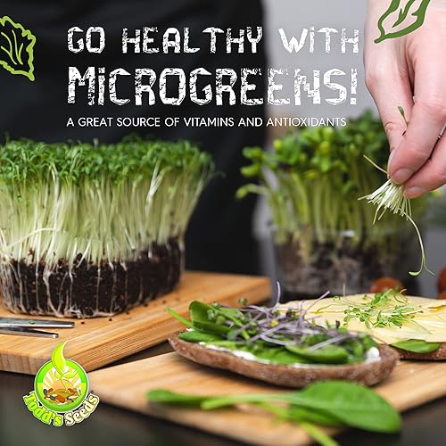 Miniatura 5 de Todds Seeds Rambo - Semillas de rábano germinadas - Hermoso brote de color rojomorado sin OMG sin químicos alta germinación una libra