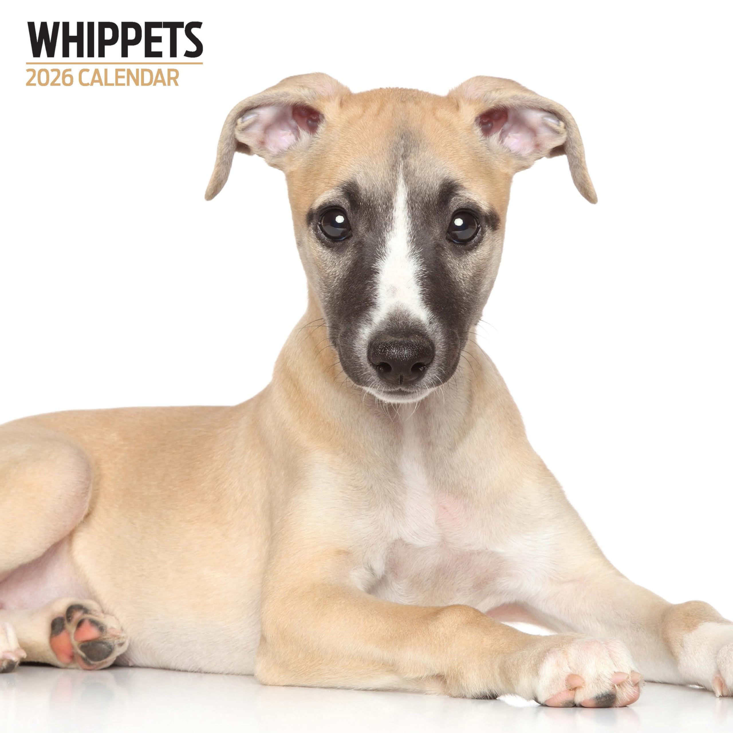 Whippets 2026 Modern Calendar