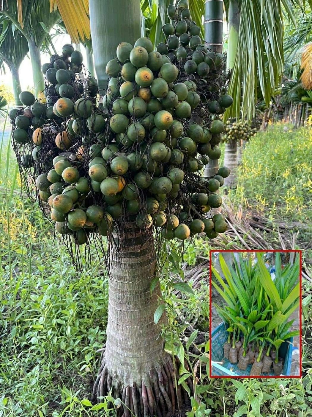 Online plant bazar Hybrid Betel Nut/Assam Nut Supari Live Plant(Pack of-4) (B0BC1WVN3C) Amazon Price History, Amazon Price Tracker