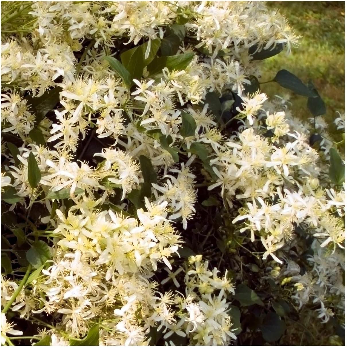 Everwilde Farms - 1 Oz Virgin's Bower Native Wildflower Seeds - Gold Vault