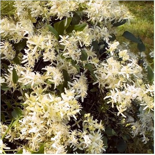 Miniatura 3 de Everwilde Farms - 150 semillas de flores silvestres nativas de Virgin's Bower - Paquete de semillas jumbo Gold Vault