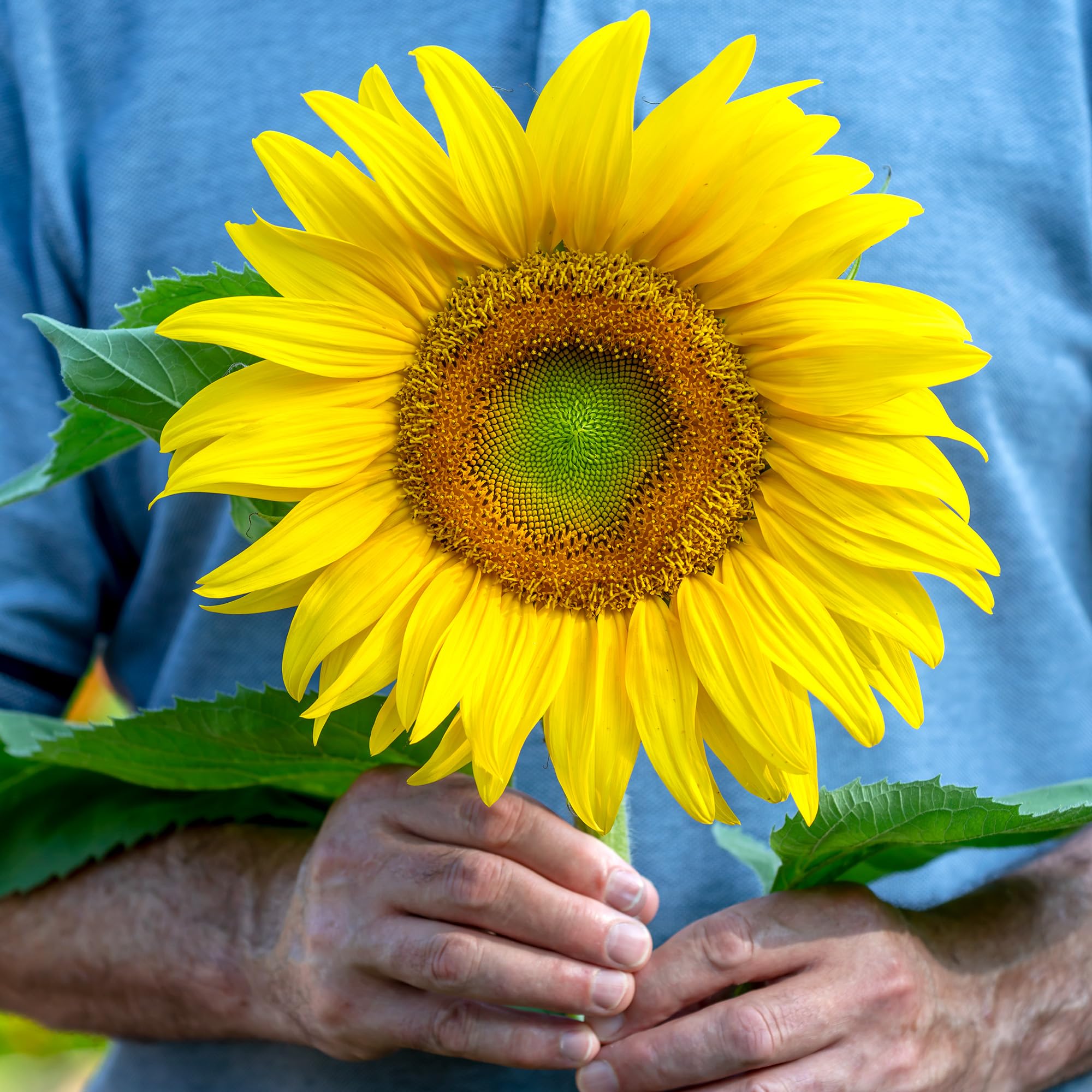 Amazon.com: Burpee: Sunflowers