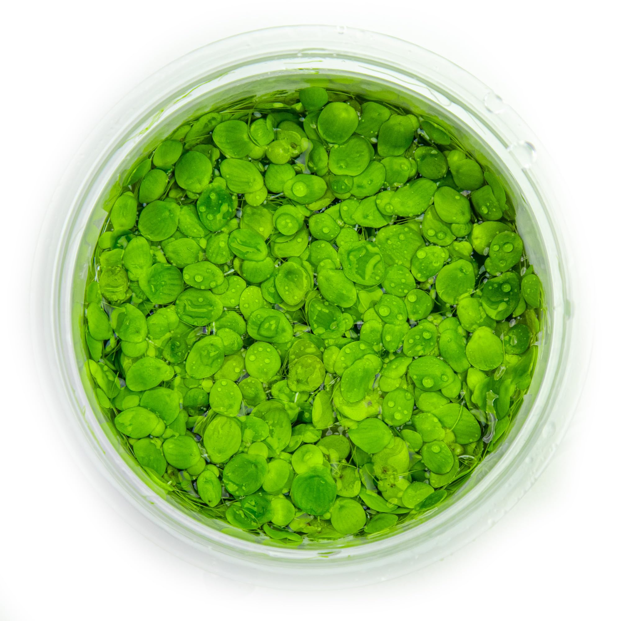Tropica Spirodela polyrrhiza (facile, flottant) 1-2-Grow!