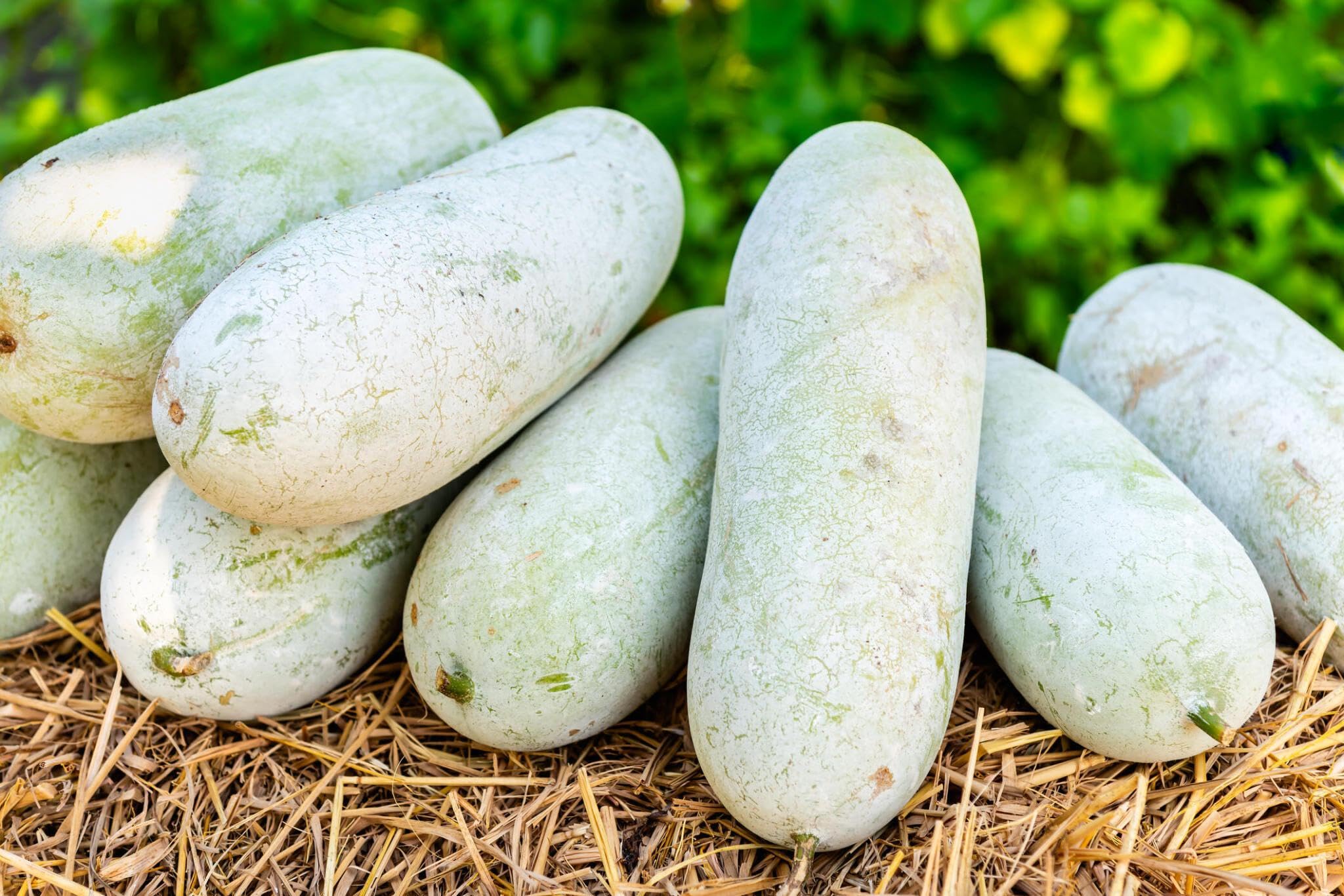 Hybrid Methai Petha Ash Gourd Seeds, Desi Chalkumra Beej (70 Seeds) (B0CTF49BKS) Amazon Price History, Amazon Price Tracker