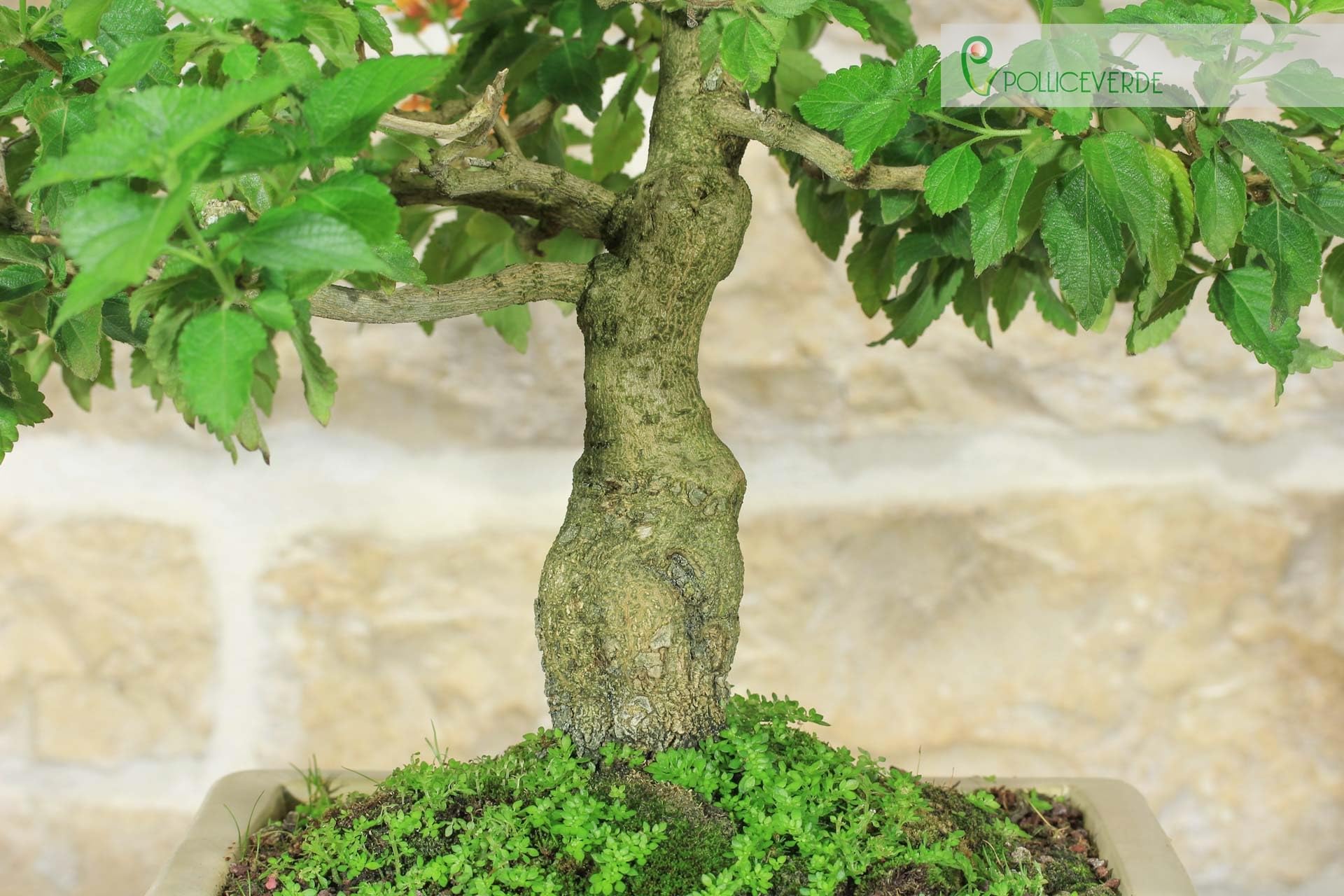Bonsai di Lantana Camara (38)