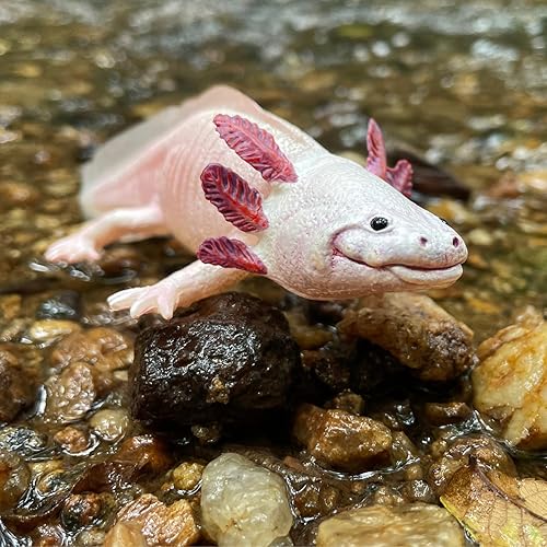 Miniatura 2 de Safari Ltd. Figura de Axolotl - Figura realista de modelo de 7 pulgadas, juguete educativo para niños, niñas y niños a partir de 3 años