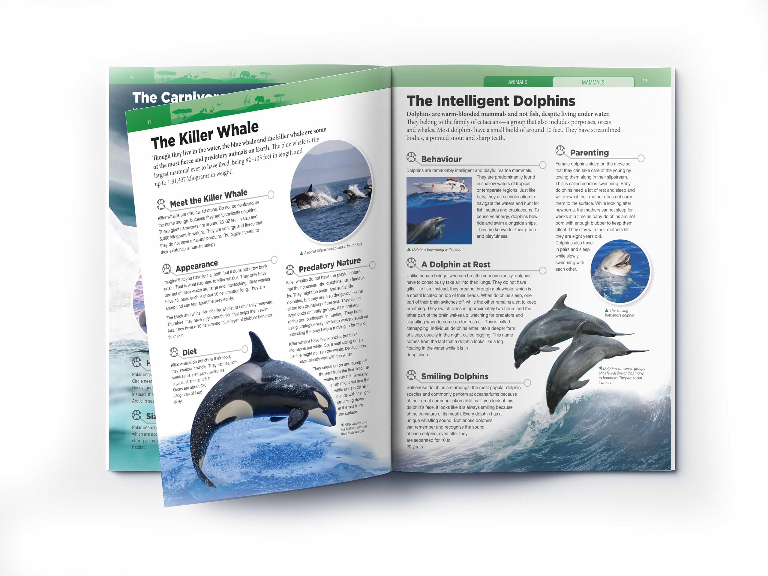 Animals - Mammals : Knowledge Encyclopedia For Children 3