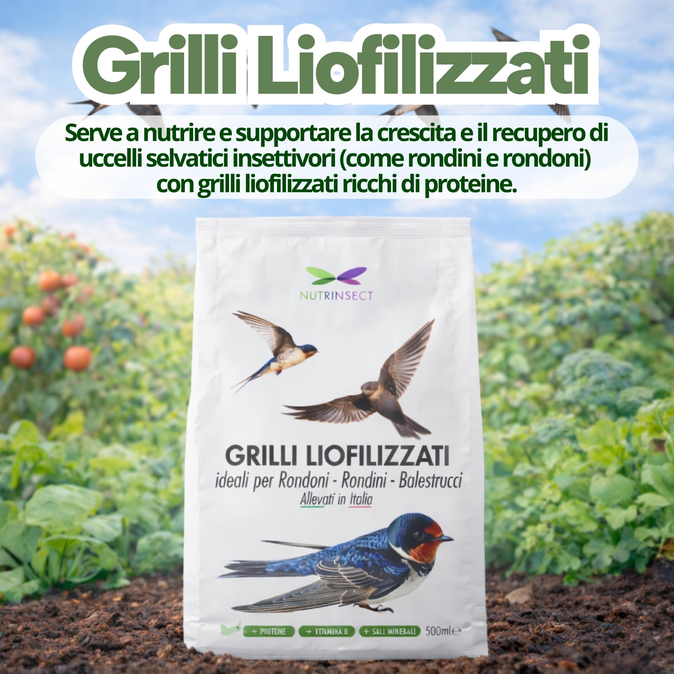 Grilli Liofilizzati 500ml Mangime Uccelli Selvatici Rondini, Rondoni, Balestrucci e Altri Uccelli Insettivori Ideale anche per Geco, Camaleonte, Tartarughe e Pesci Grilli per Rondini Cibo Alta Qualità