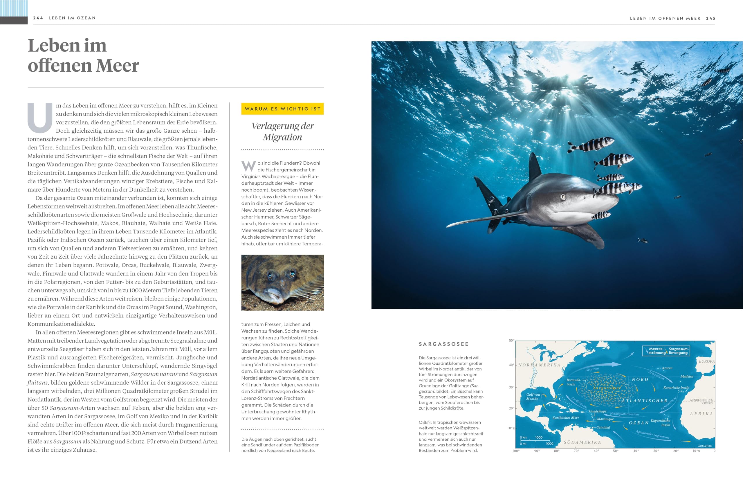 National Geographic Buch der OZEANE: Eine Liebeserklärung an den schönsten Lebensraum der Erde.