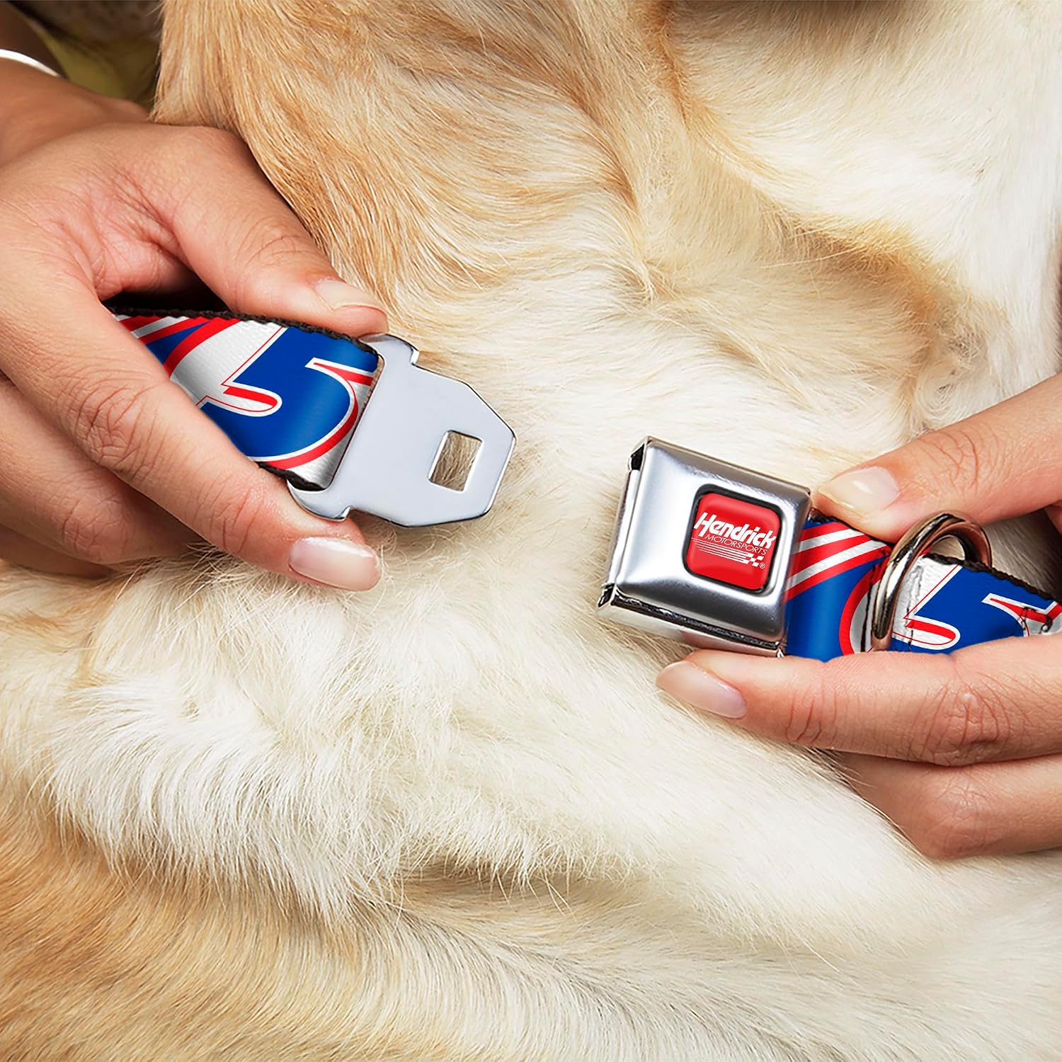 Hendrick Motorsports Pet Collar, Dog Collar Metal Seatbelt Buckle, Kyle Larson #5 Car Scheme White Blue Red, 20 to 31 Inches 1.5 Inch Wide