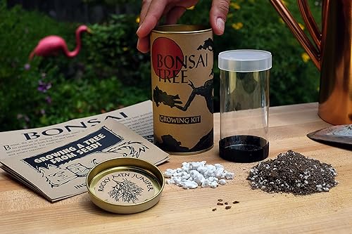 Miniatura 3 de Árbol Bonsai | Enebro de las Montañas Rocosas | Kit de cultivo de semillas | The Jonsteen Company