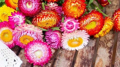 Semillas Fresa Gigante Mezcla Immortelle Helihrizum Jardín Anual Al Aire Libre Corte Para Plantar No GMO