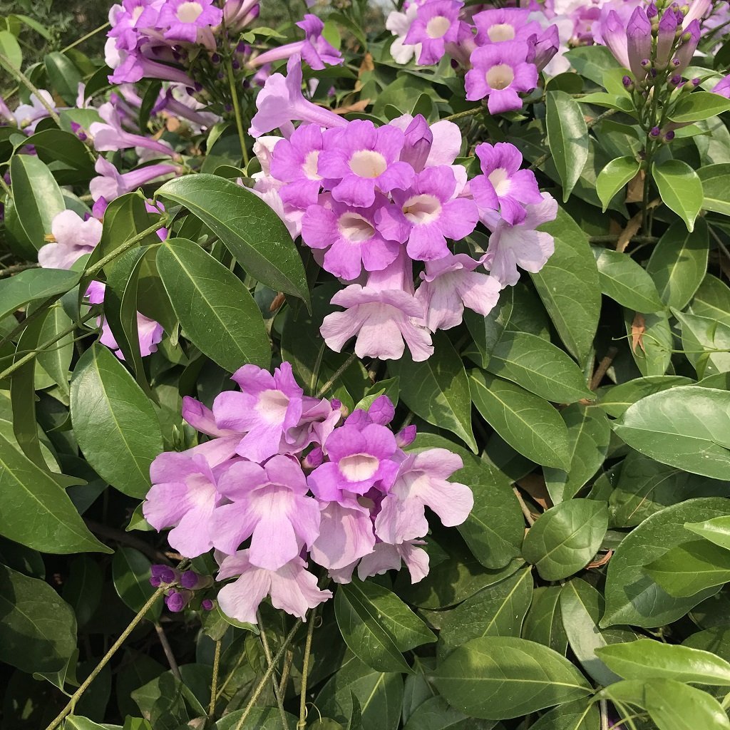 myBageecha- Garlic Vine Live Flowering Plant Outdoor Garden Balcony Flowering Natural Creeper Low Maintenance with Pot 10/12 Inch Height (B079VZVQLD) Amazon Price History, Amazon Price Tracker