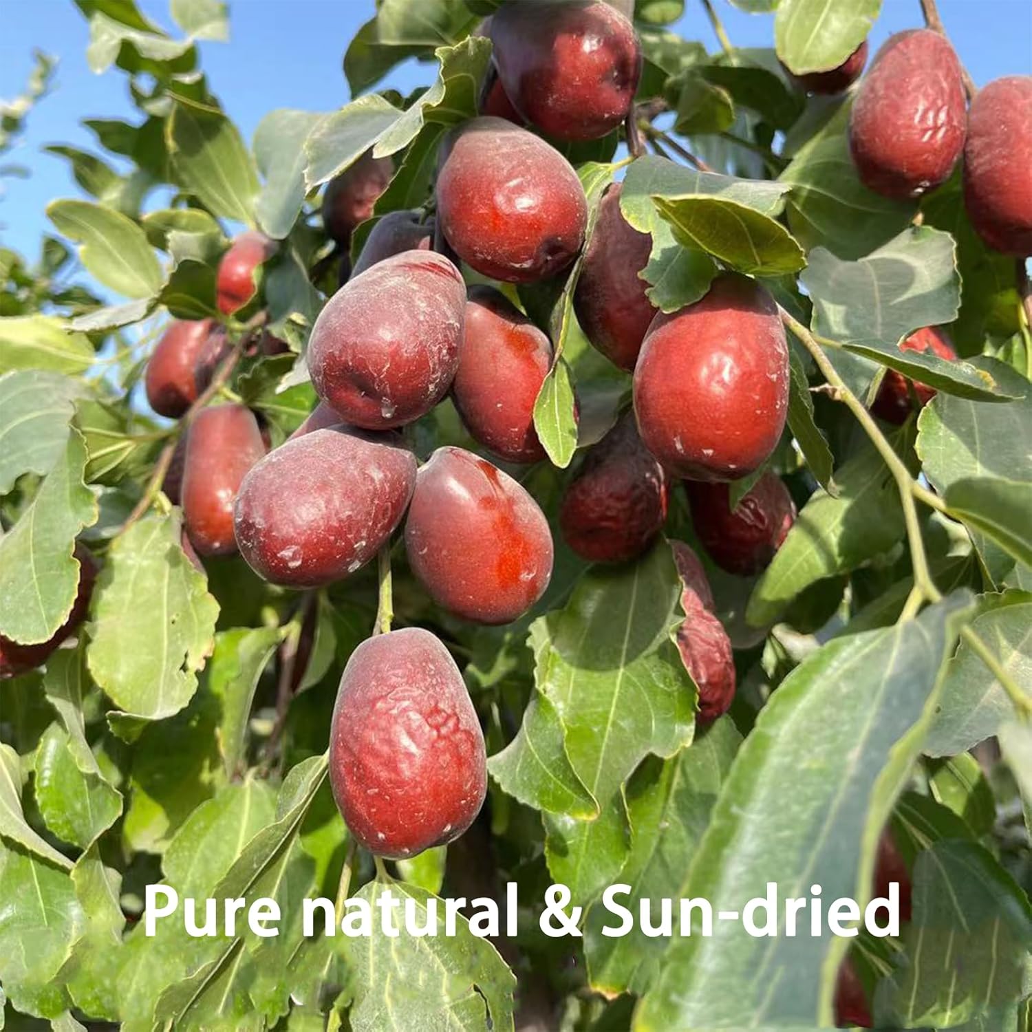 DGYLHBJ 2.2LB Premium Jujube Dates, Chinese Red Dates, 100% Natural Dried Dates No Added Sugar, Superfood for Tea, Baking, Cooking Without Additives, Nutrient-Rich Jujube Snacks, 红枣 (Large Dates-2.2LB)