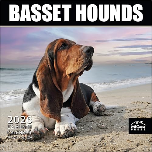 MICASA PRESS Basset Hounds - Calendario de pared 2026 de 12 meses  12 x 24 pulgadas abierto  Papel grueso y resistente  Regalo de vacaciones  Lindo