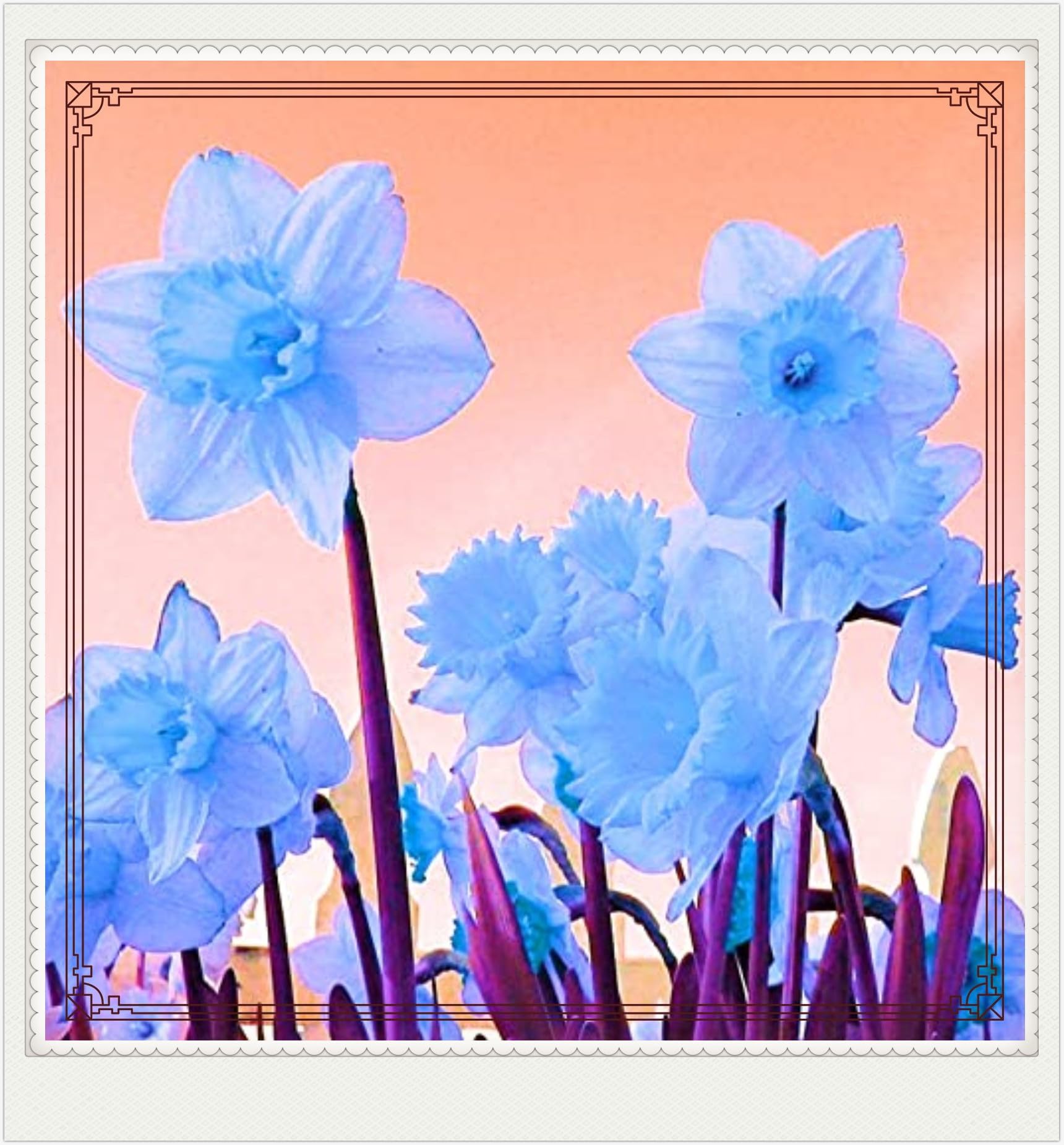 Daffodil Bulbs Narcissus Bulbs Narcissus Bulbs Dwarf Narcissus Flowers Ornamental Flowers,Wedding Flowers,Garden Flowers,Hardy Perennial-10bulbs-a