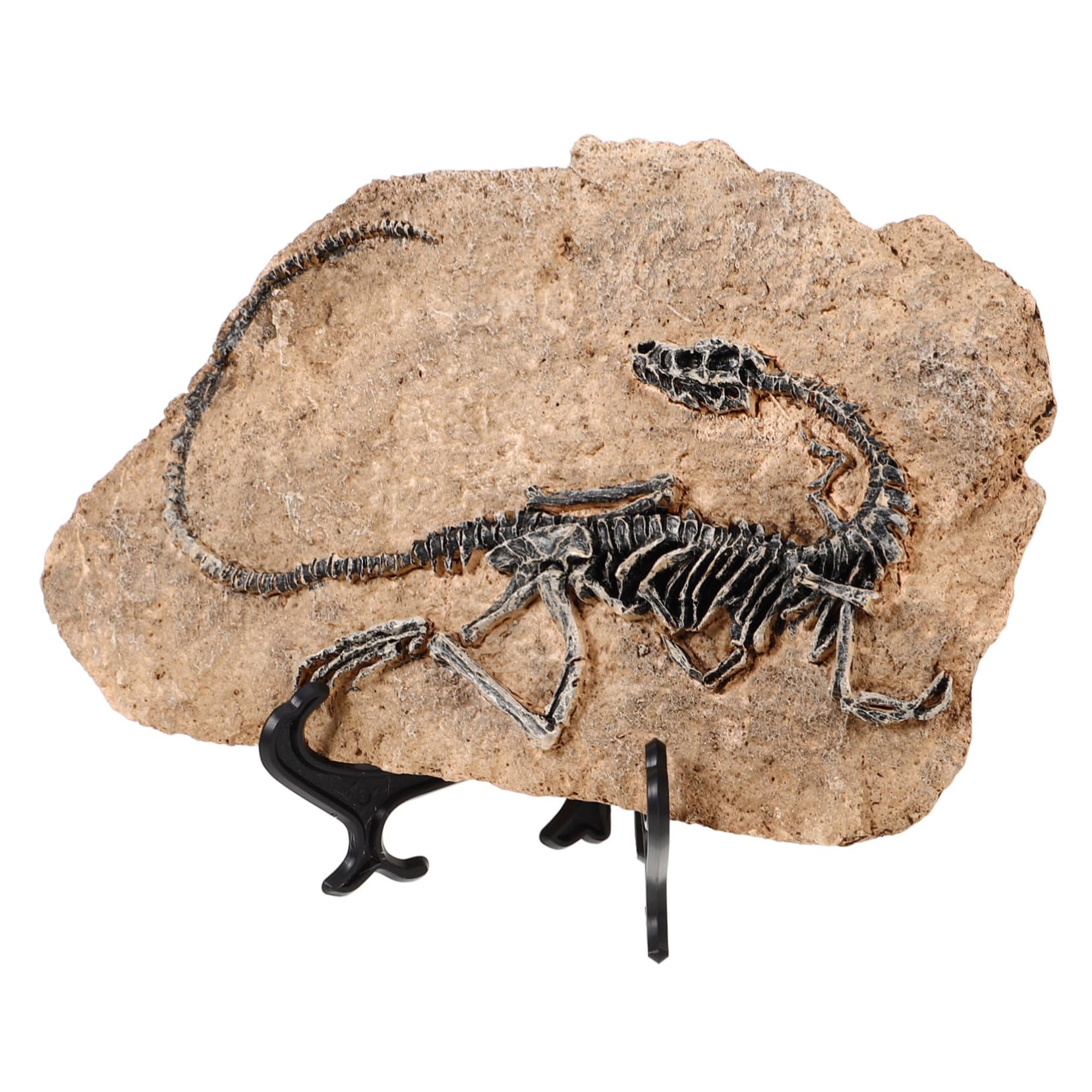 Garneck Dinosauro in Resina Decorativo la Casa Fossile Realistico, Ornamento per Ufficio e Regalo Educativo per Ragazzo Ragazza e Insegnanti