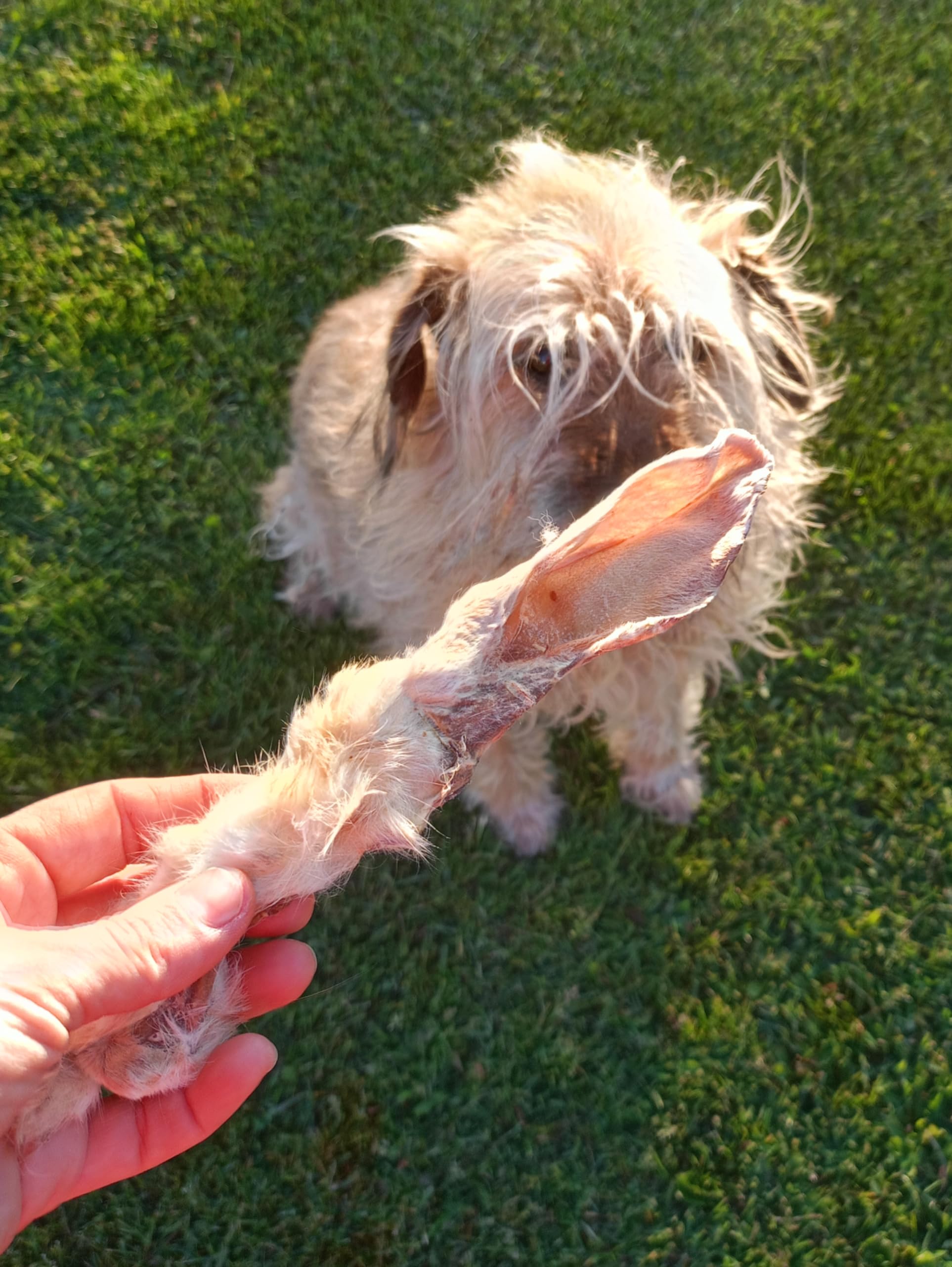 Oreilles de lapin pour chiens - 1 kg - Oreilles de lapin séchées avec fourrure, collation à mâcher riche en protéines - Friandise naturelle pour chien - Pour soins dentaires, barbe et mastication