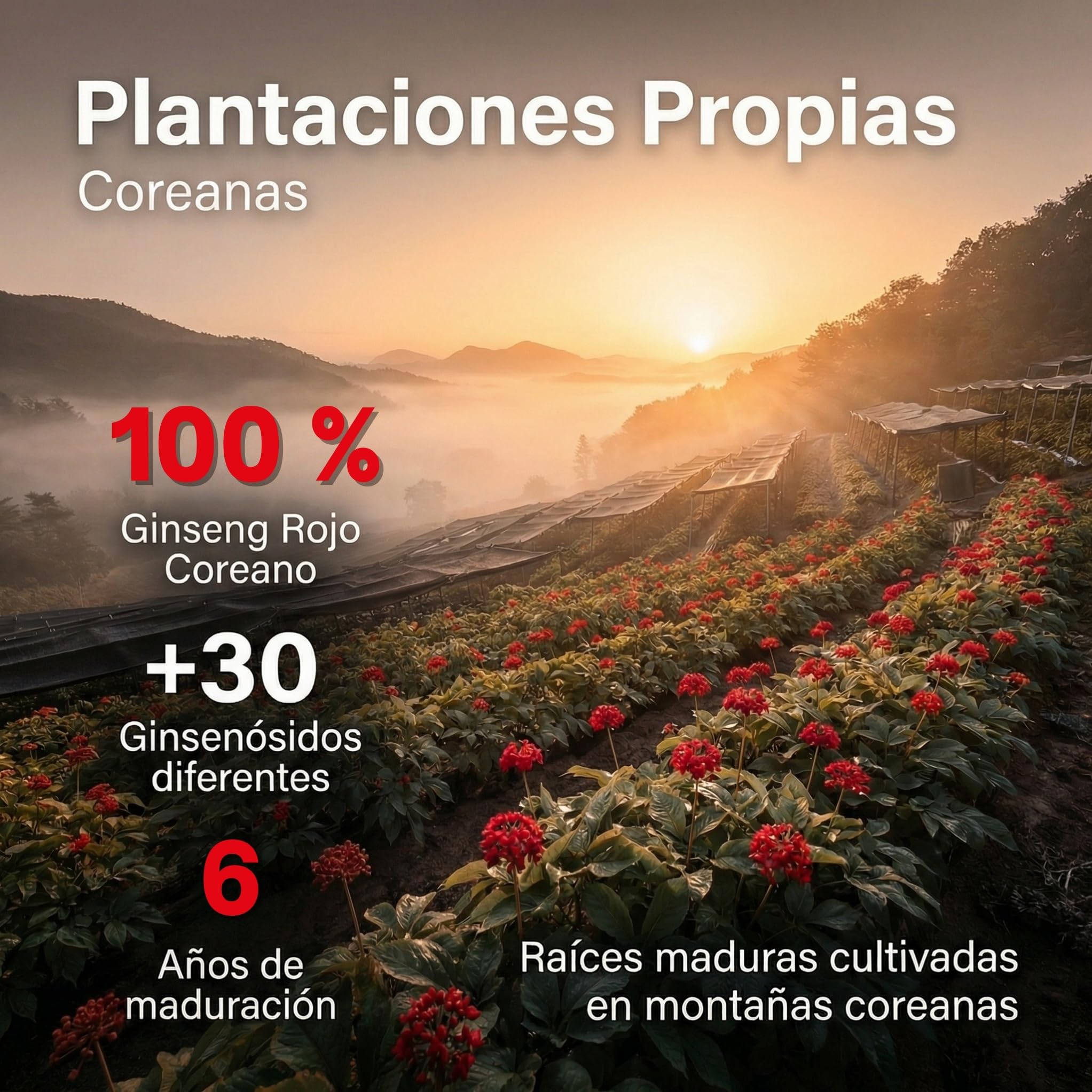 Ginseng Rojo Coreano Puro 1000mg | Panax Ginseng Máxima Concentración en Ginsenósidos | Energía Mental Vitalidad | Adaptógeno Natural | 50 Cápsulas Veganas Estado Puro