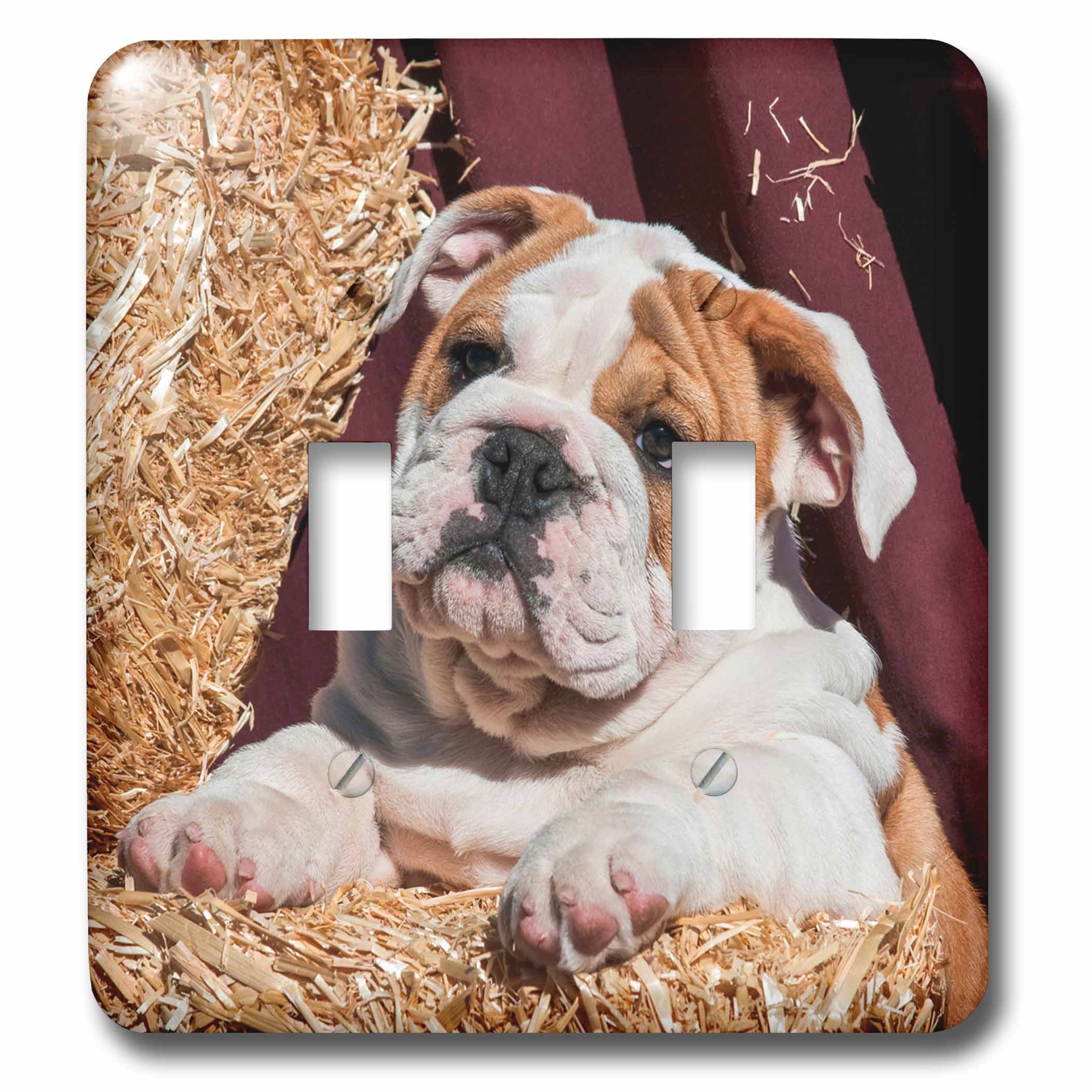 Interrupteur à baïonnette bouledogue pour remplacer vos plaques de lumière ternes