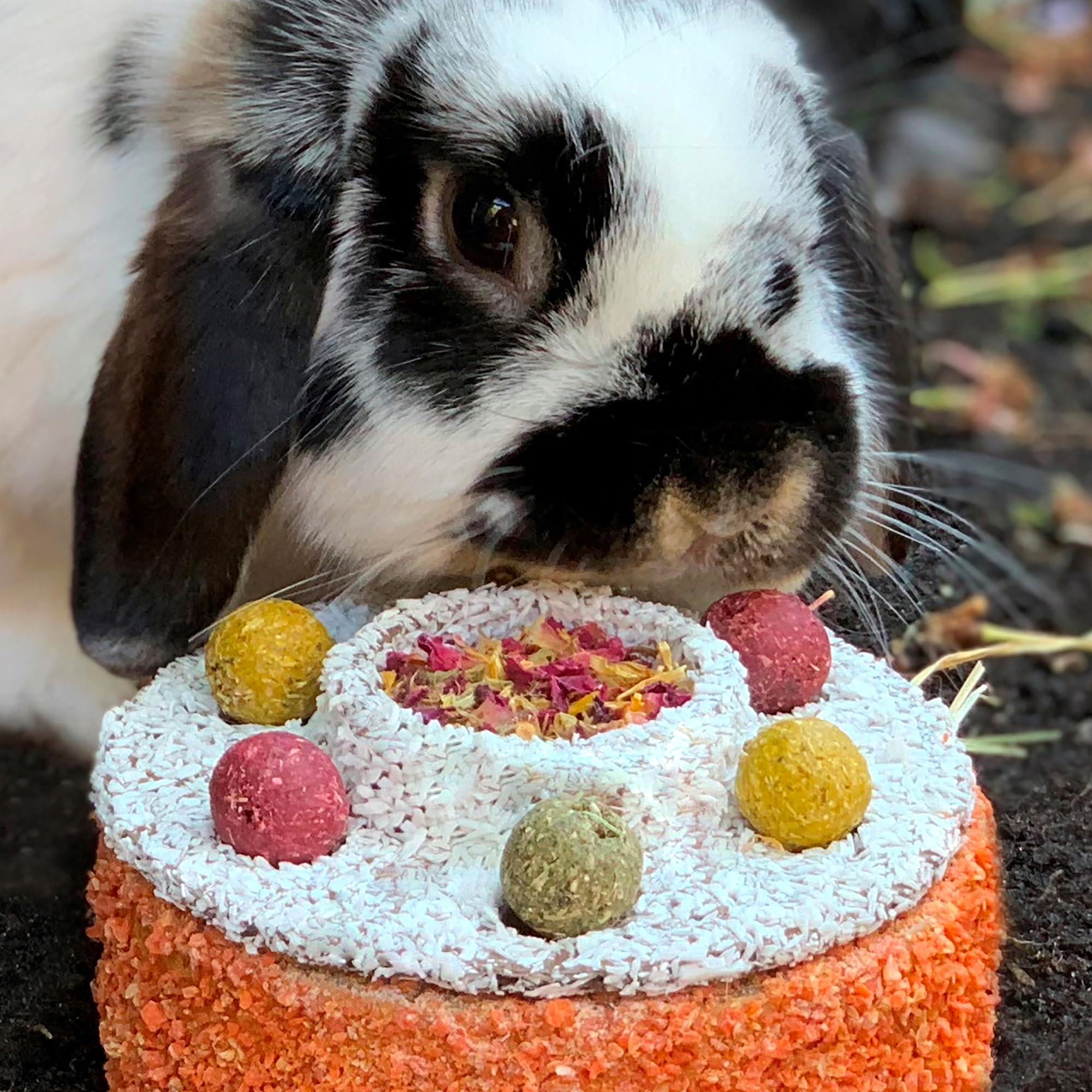 Rosewood Naturals: torta celebrativa – Confezione da 4 – 3 x 5 dessert di carota, snack di compleanno per piccoli animali, mix di erbe nascoste sotto il coperchio, ricompensa per conigli e animali