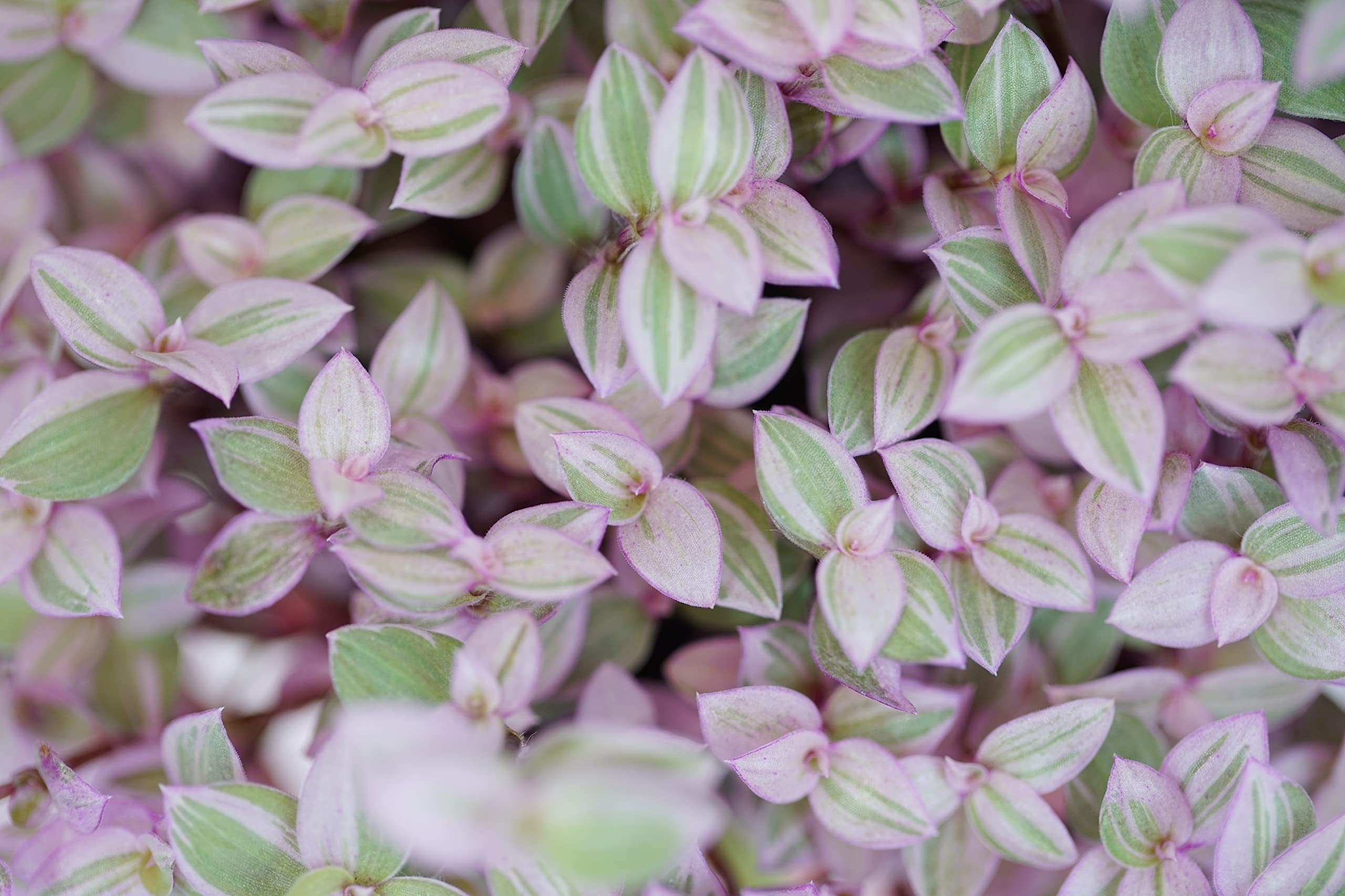 fire and ice rose seeds Learn about Helleborus x hybridus 'Ice and Fire' | Ice and Fire Hybrid  Lenten Rose main image 0